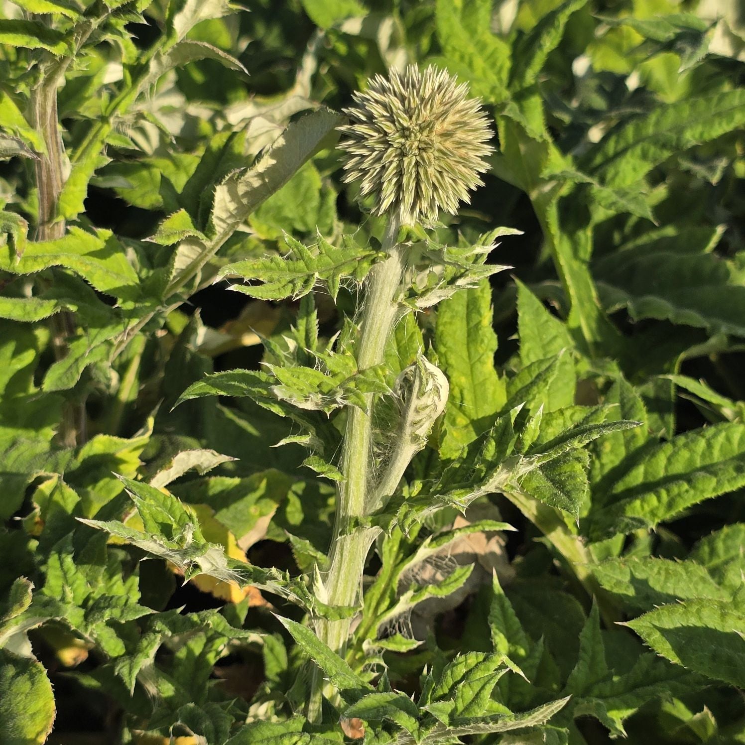 Măciuca Ciobanului - Echinops Ritro