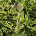 Măciuca Ciobanului - Echinops Ritro