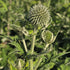 Măciuca Ciobanului - Echinops Ritro