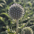 Măciuca Ciobanului - Echinops Ritro