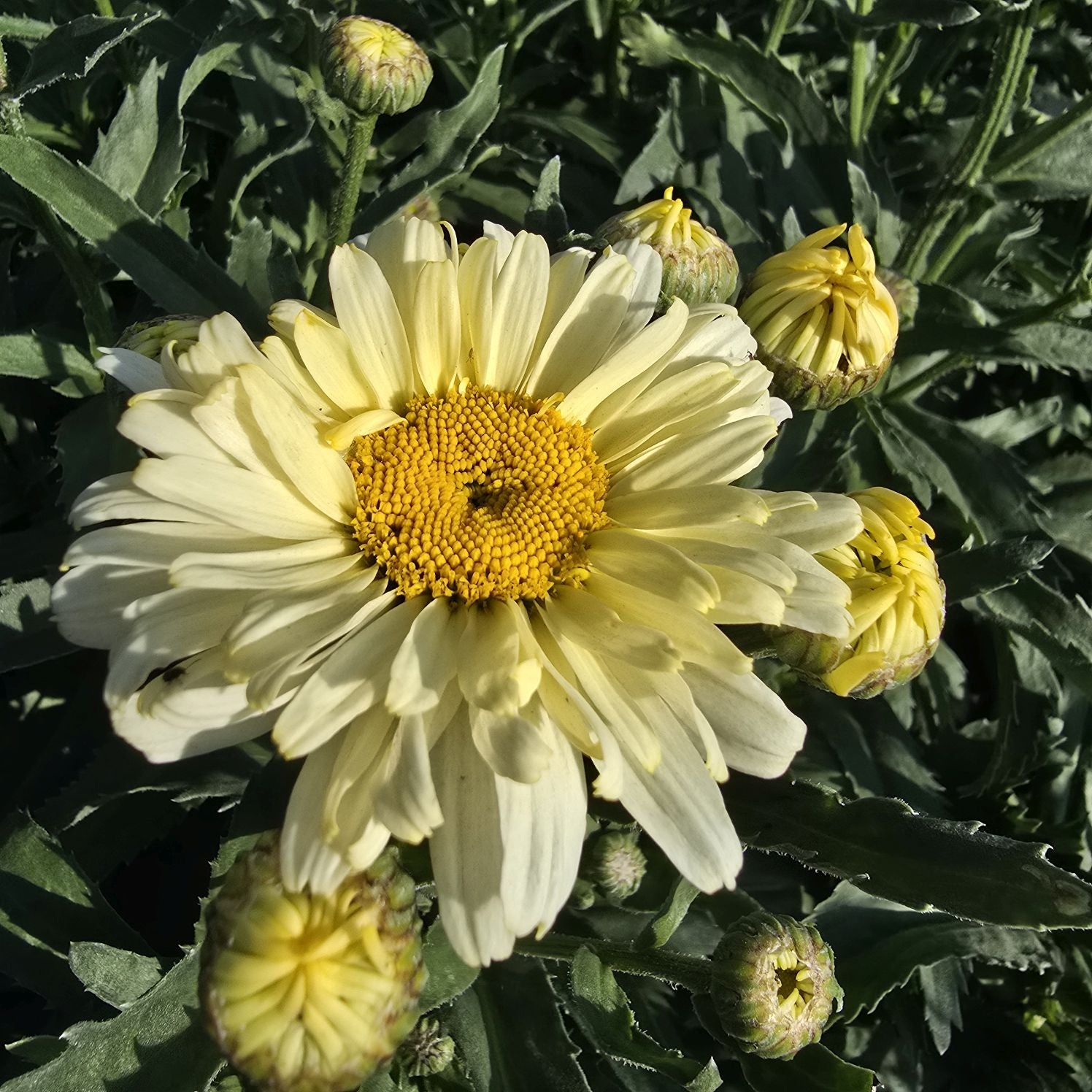 Margarete crem - Leucanthemum superbum Banana Cream