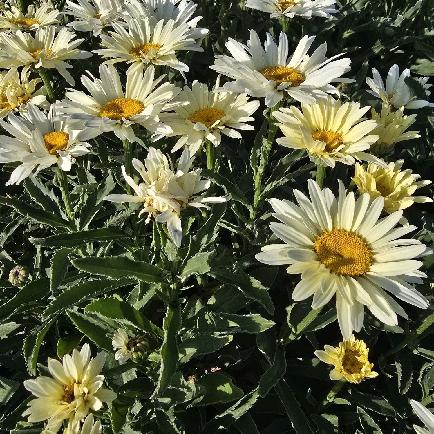 Margarete crem - Leucanthemum superbum Banana Cream