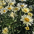 Margarete crem - Leucanthemum superbum Banana Cream