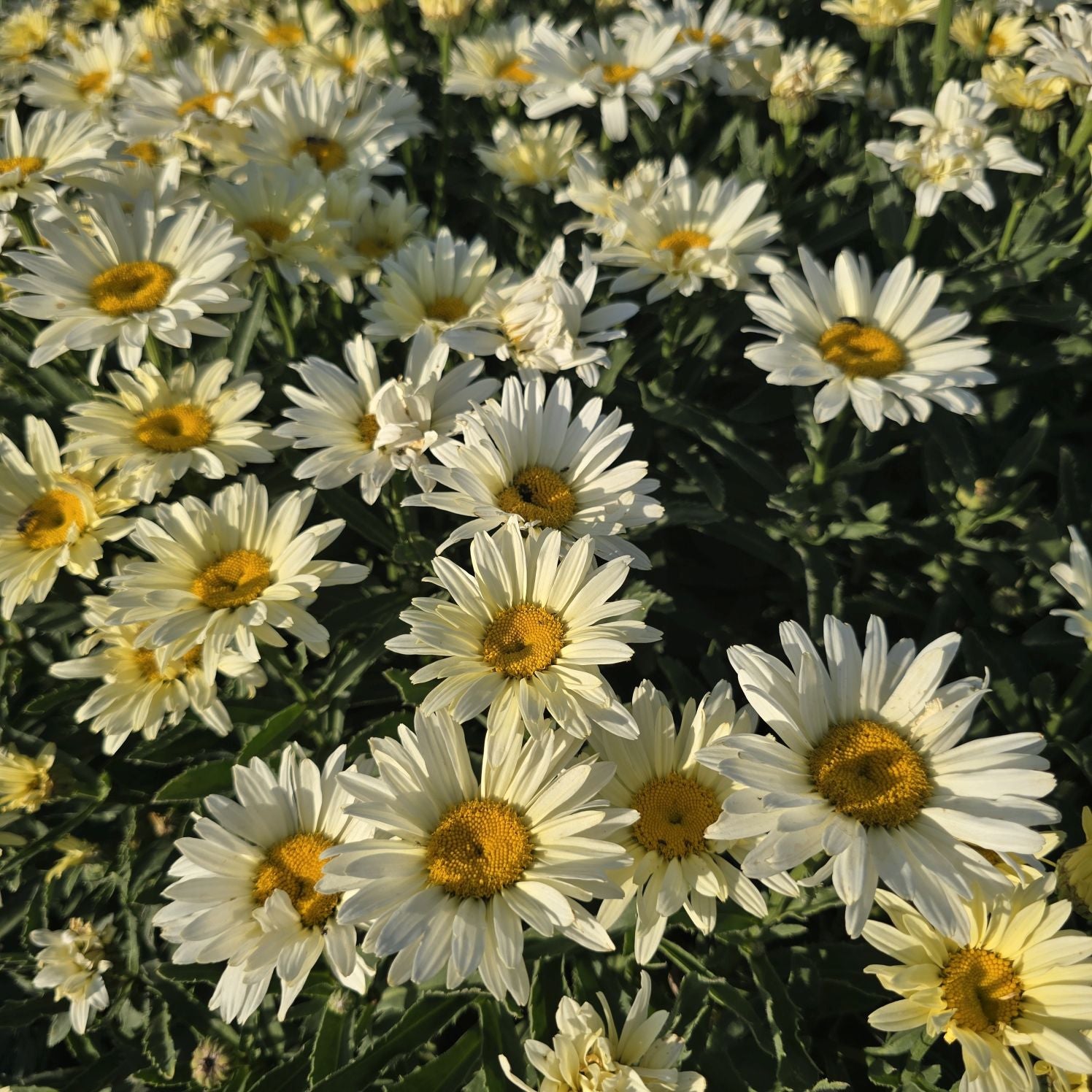 Margarete crem - Leucanthemum superbum Banana Cream