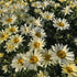 Margarete crem - Leucanthemum superbum Banana Cream
