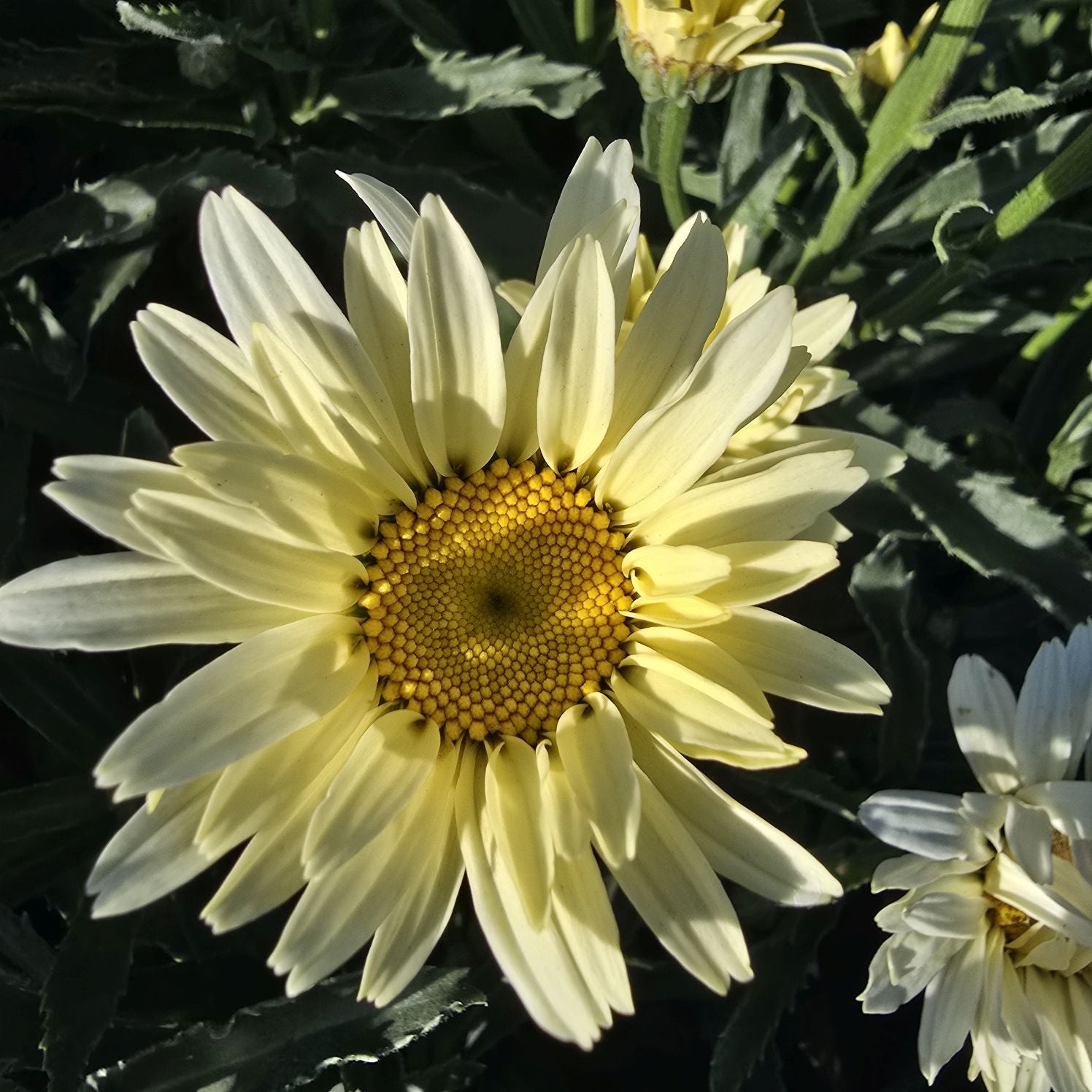 Margarete crem - Leucanthemum superbum Banana Cream