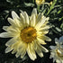 Margarete crem - Leucanthemum superbum Banana Cream