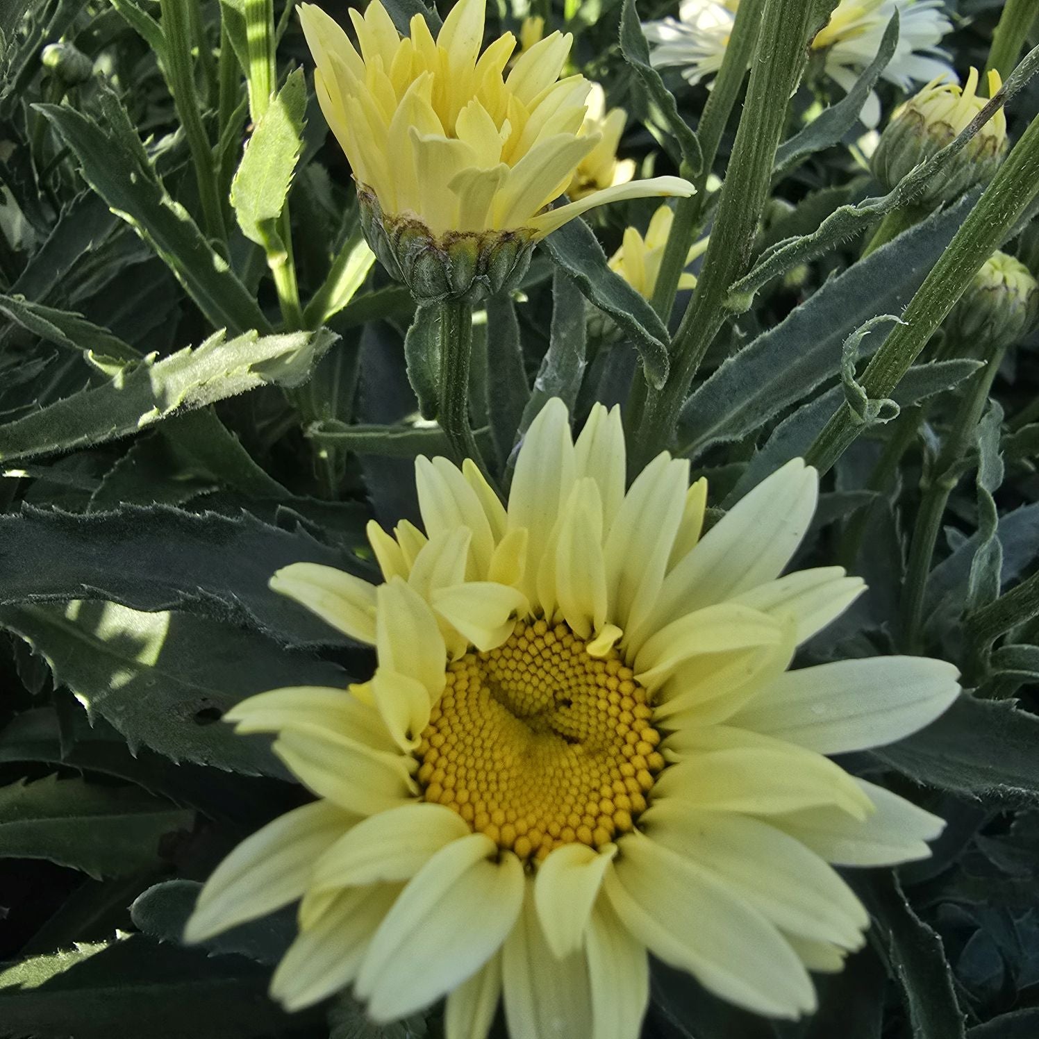 Margarete crem - Leucanthemum superbum Banana Cream