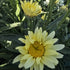 Margarete crem - Leucanthemum superbum Banana Cream