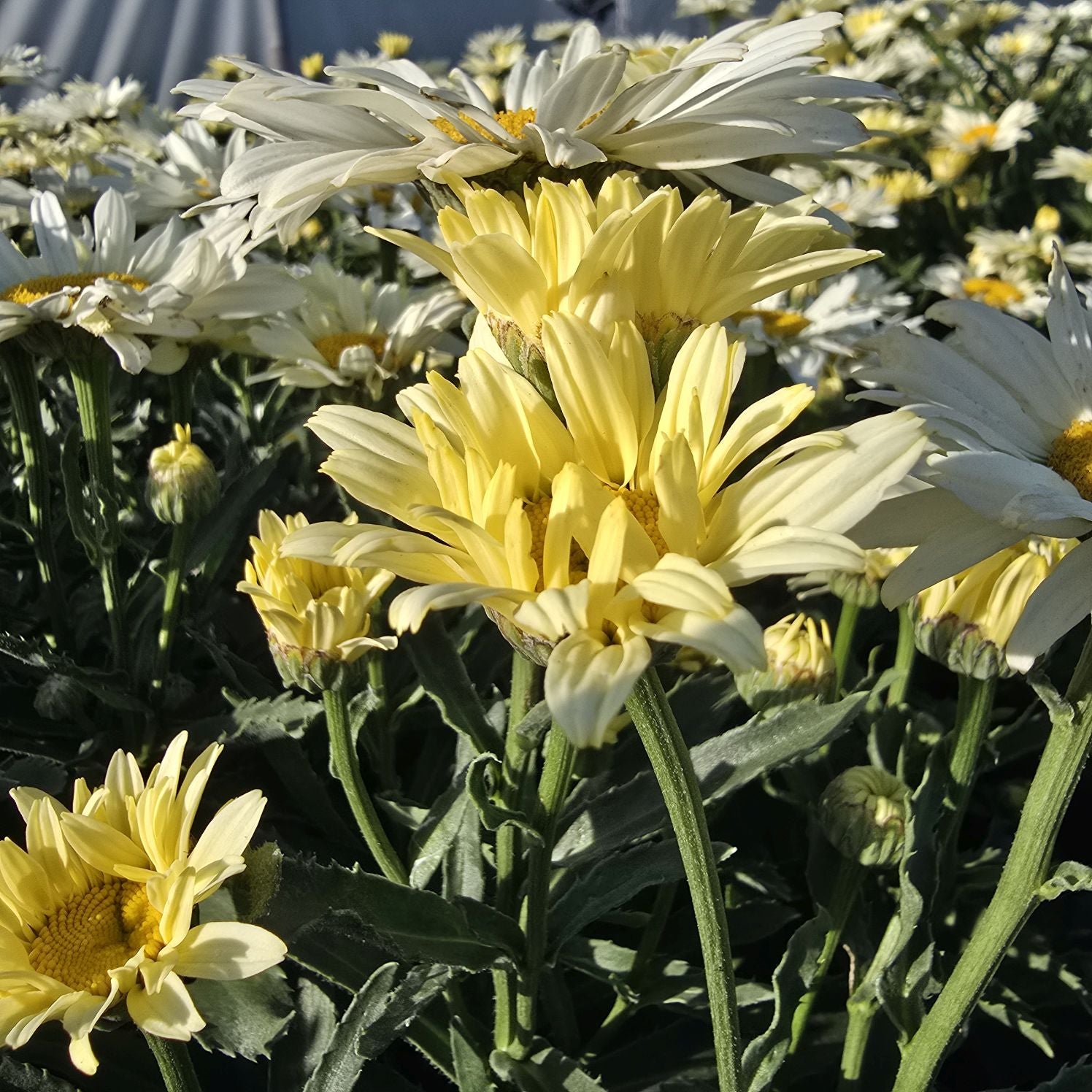 Margarete crem - Leucanthemum superbum Banana Cream