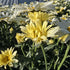 Margarete crem - Leucanthemum superbum Banana Cream