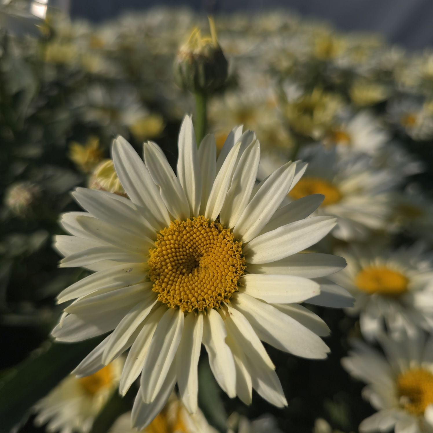 Margarete crem - Leucanthemum superbum Banana Cream