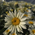 Margarete crem - Leucanthemum superbum Banana Cream