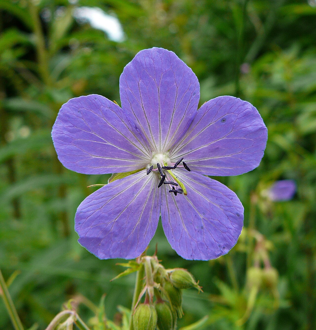 Ciocului-berzei - Geranium  pratense 'Blue Lagoon'
