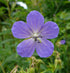Ciocului-berzei - Geranium  pratense 'Blue Lagoon'