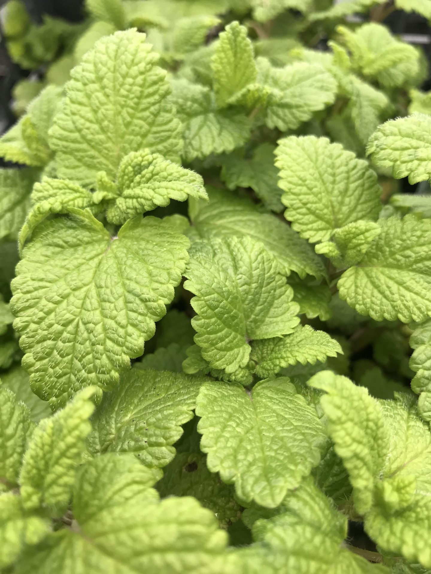 Roiniță - Melissa officinalis ‘Lemon Balm’