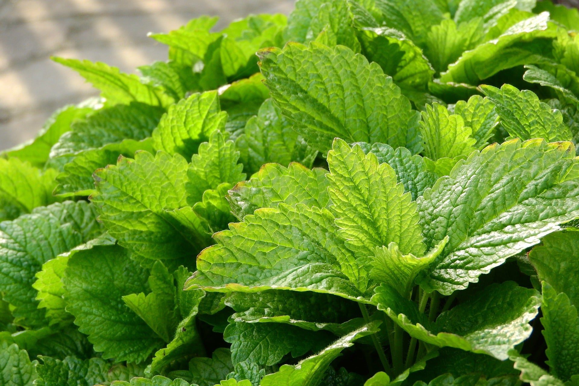 Roiniță - Melissa officinalis ‘Lemon Balm’