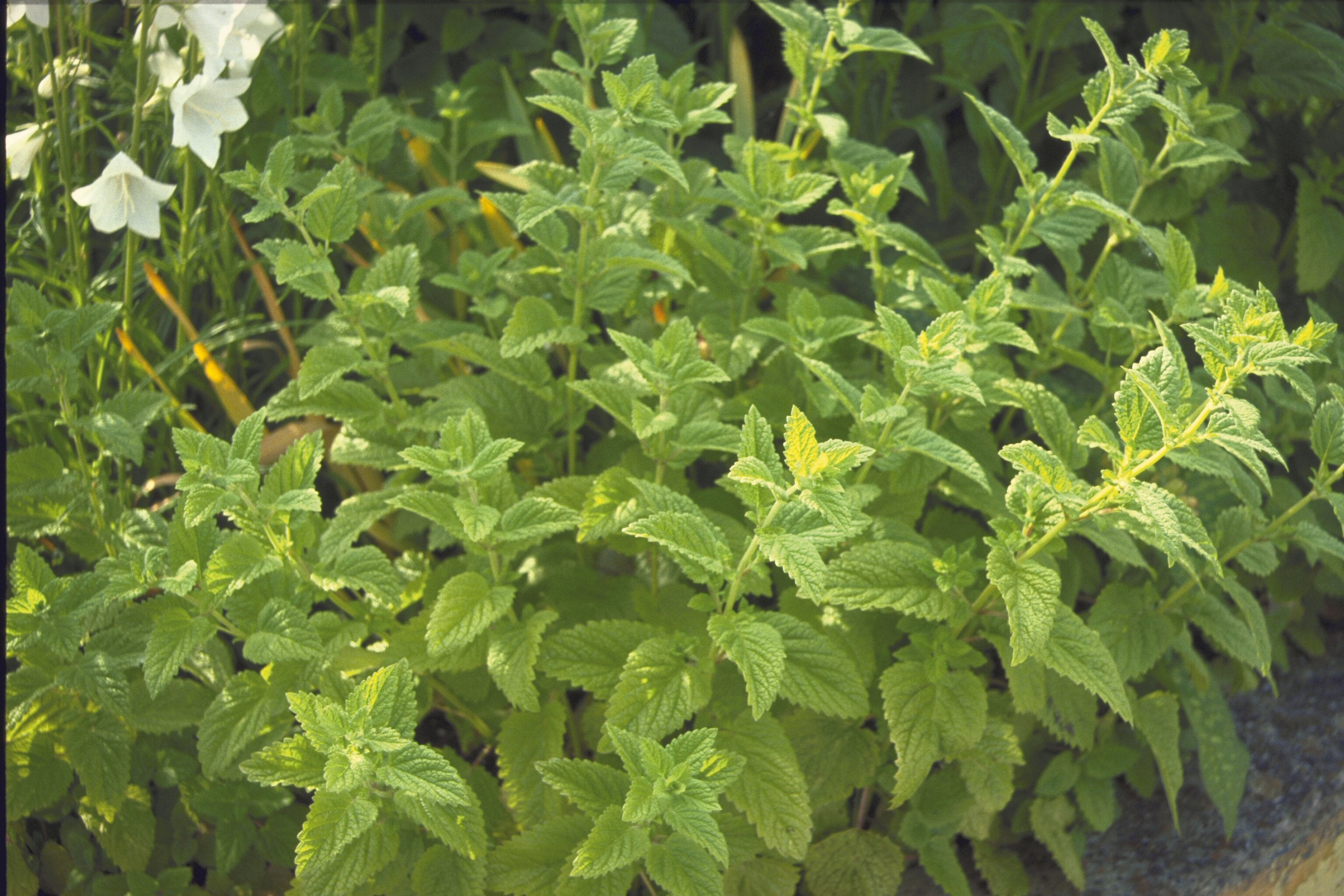 Roiniță - Melissa officinalis ‘Lemon Balm’