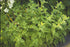 Roiniță - Melissa officinalis ‘Lemon Balm’