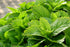Pachet cu plante aromatice pentru gătit