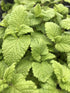Roiniță - Melissa officinalis ‘Lemon Balm’