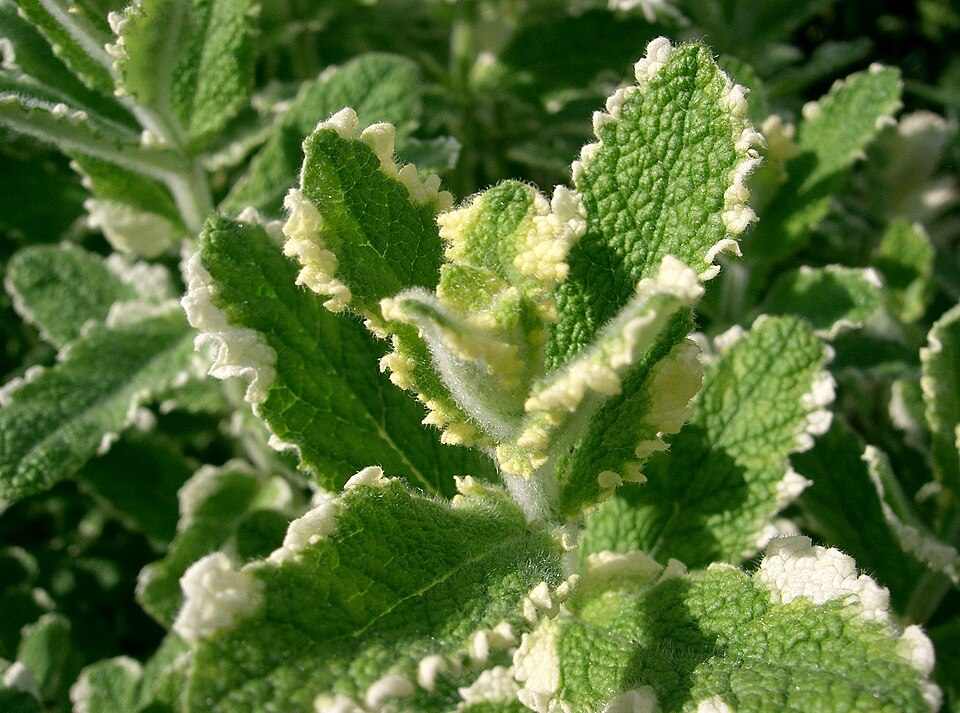 Urzicuță ornamentală - Mentha rotundifolia Variegata