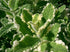 Urzicuță ornamentală - Mentha rotundifolia Variegata