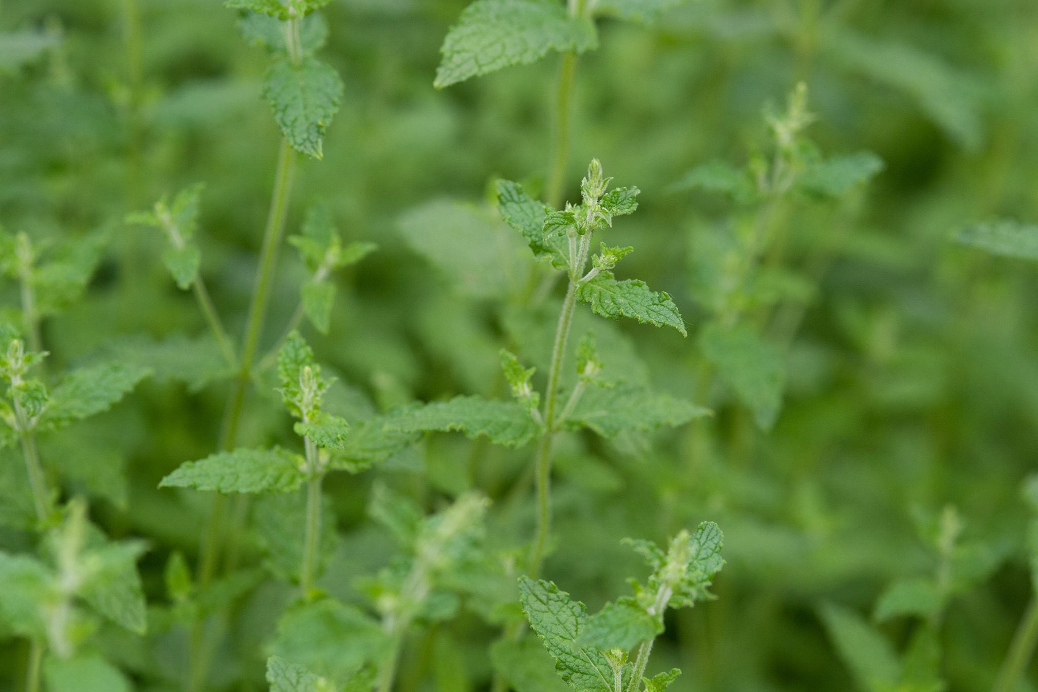 Menta căpșune- Mentha arvensis Strawberry Mint
