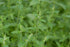 Menta căpșune- Mentha arvensis Strawberry Mint