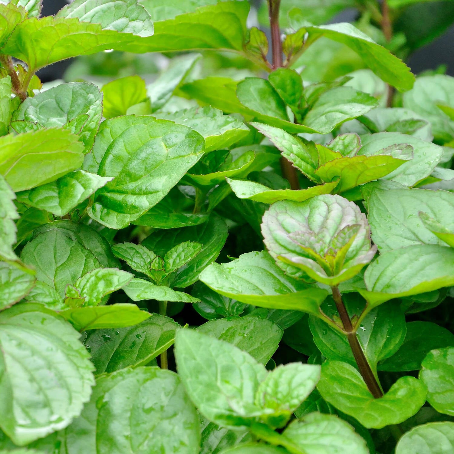 Menta Orange Fresh -Mentha piperita 'Orange Fresh'
