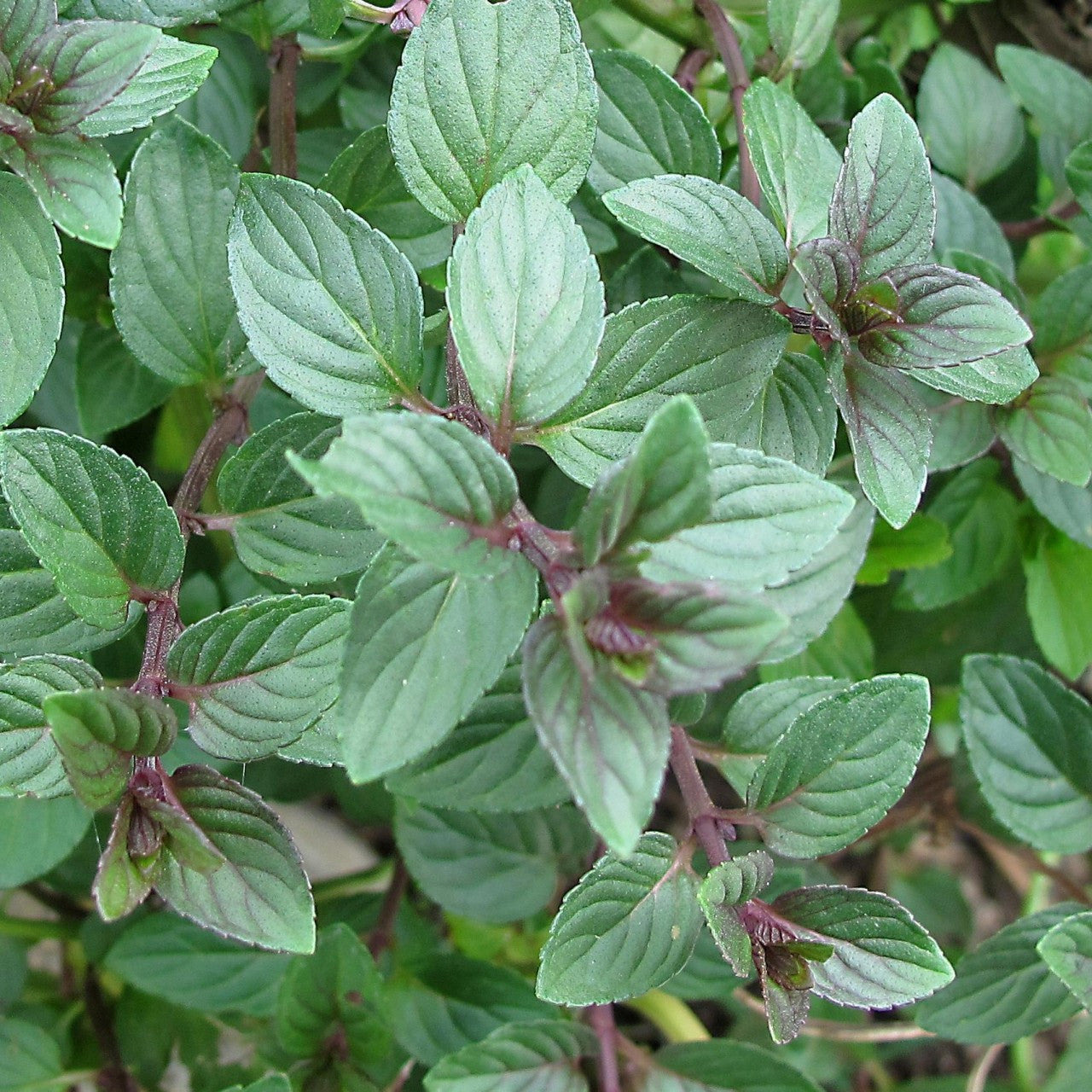 Menta ciocolată - Mentha piperita 'Chocolate'