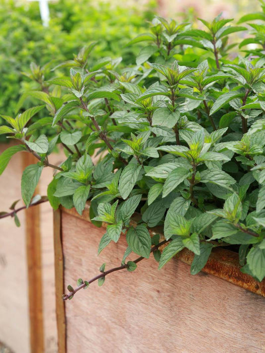 Menta ciocolată - Mentha piperita 'Chocolate'