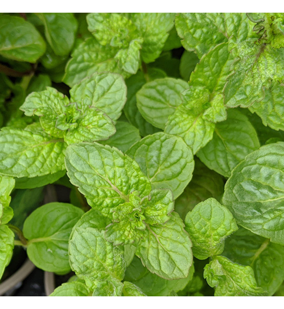Menta Mojito-Mentha spicata 'Mojito'