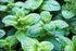 Menta Pineapple - Mentha suaveolens 'Pineapple Mint'