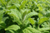 Menta Apple-Mentha suaveolens 'Apple Mint'