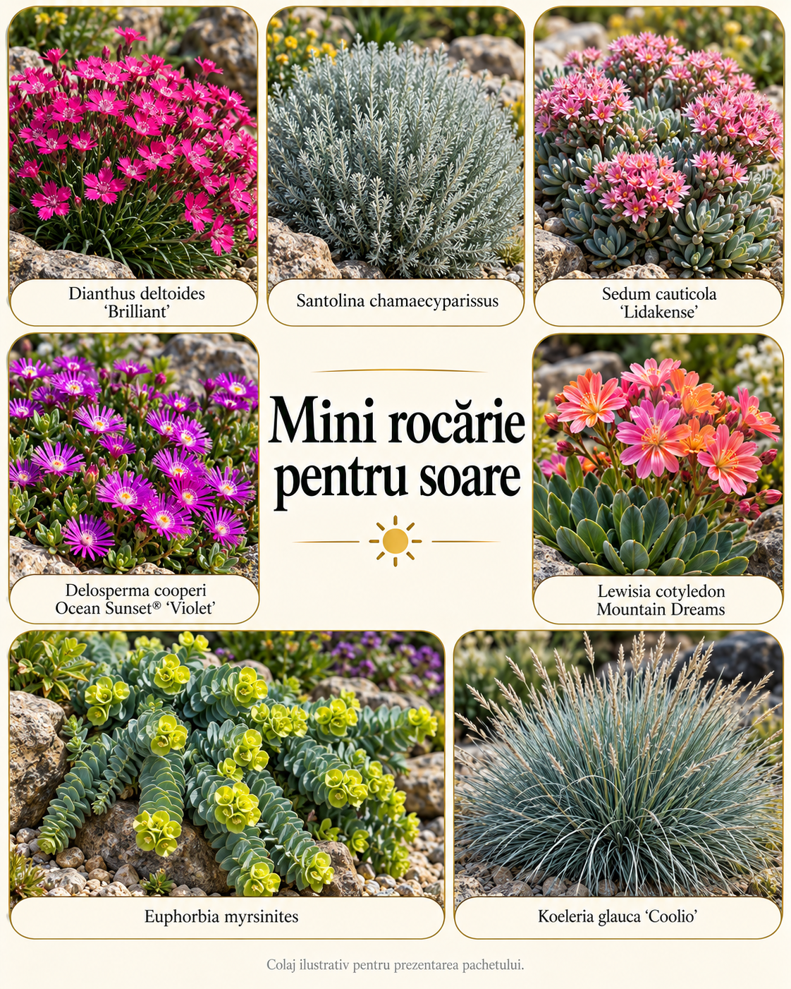 Mini rocărie pentru soare – 7 plante perene