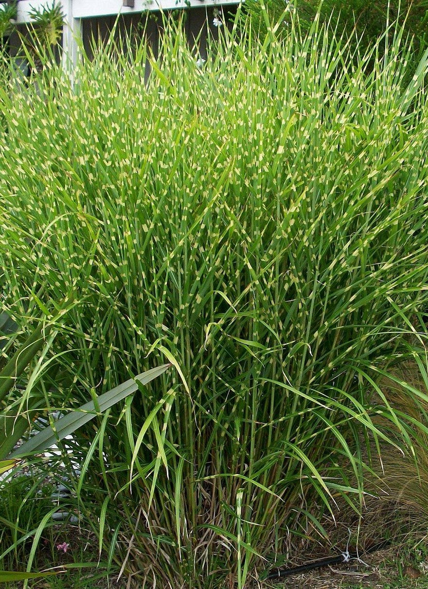 Stuf chinezesc Zebrinus - Miscanthus sinensis Zebrinus