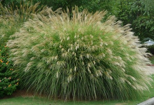 Stuf chinezesc - Miscanthus sinensis 'Gracillimus'