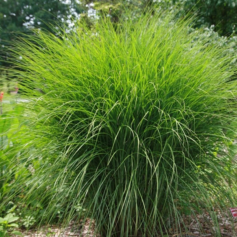 Stuf chinezesc - Miscanthus sinensis 'Gracillimus'