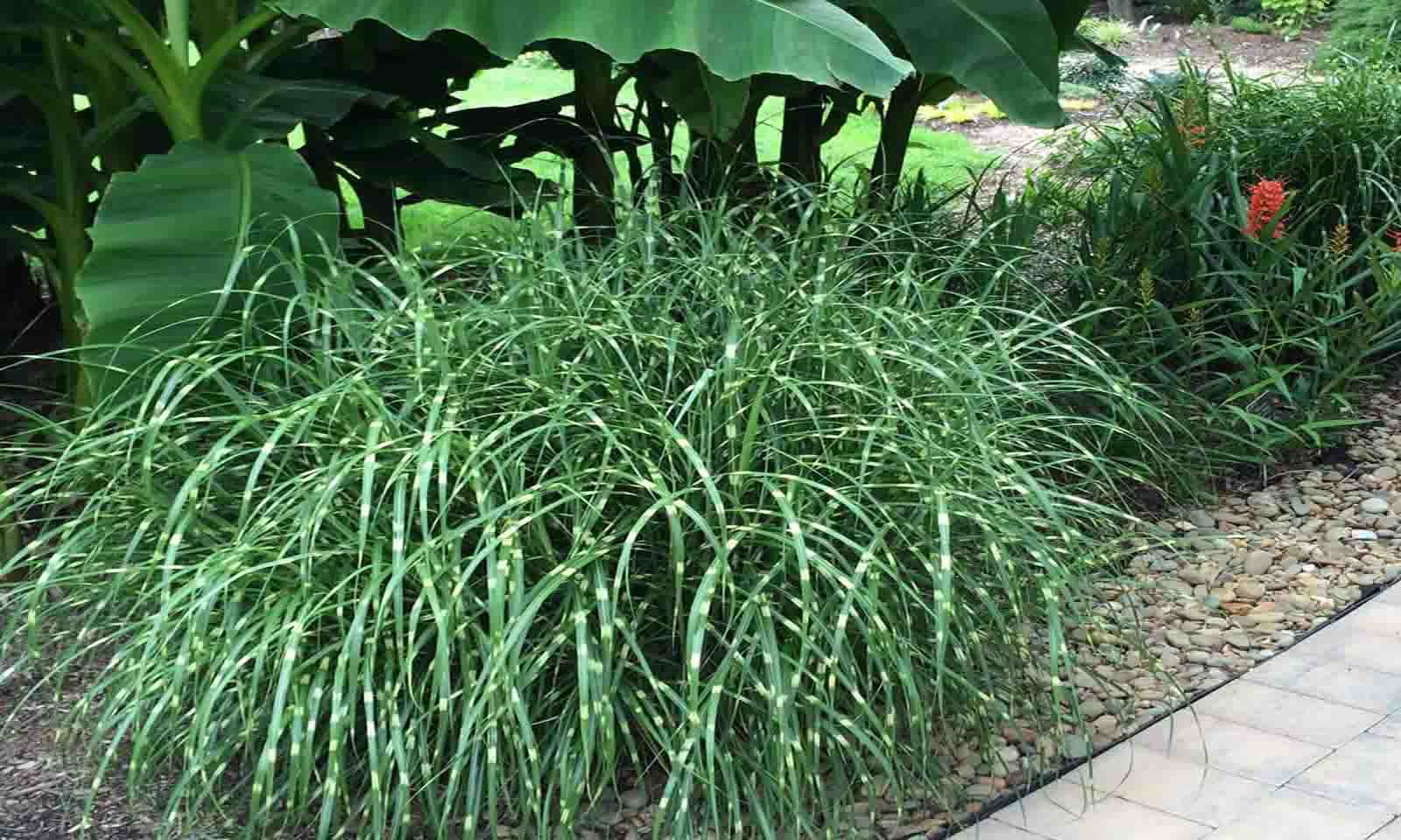 Iarbă zebra pitică - Miscanthus sinensis ‘Little Zebra’