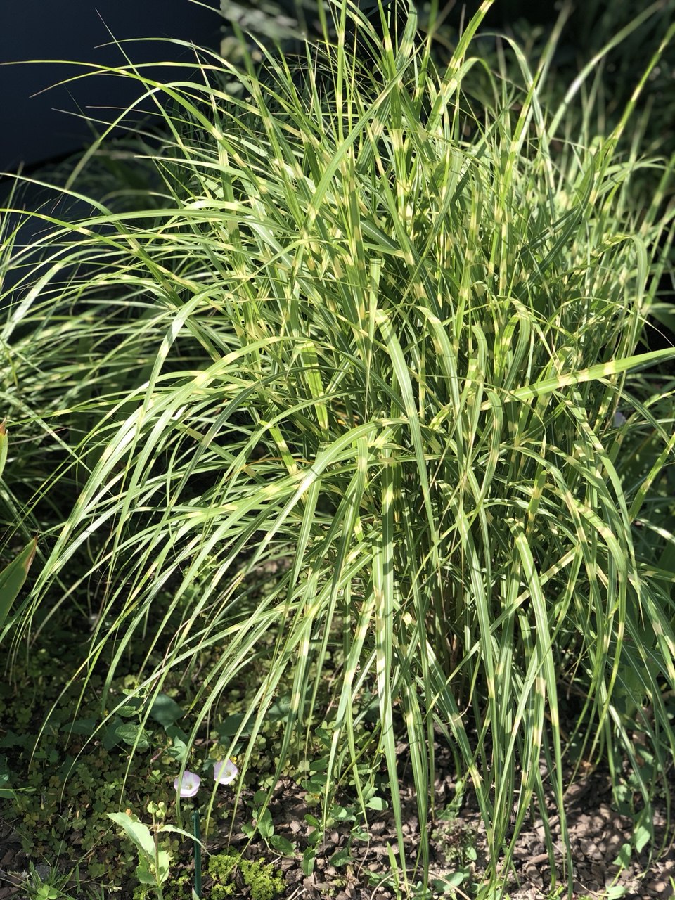 Iarbă zebra pitică - Miscanthus sinensis ‘Little Zebra’