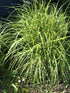 Iarbă zebra pitică - Miscanthus sinensis ‘Little Zebra’
