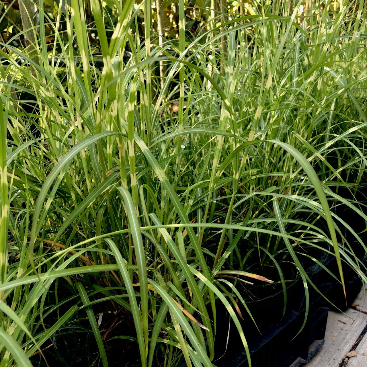 Iarbă zebra pitică - Miscanthus sinensis ‘Little Zebra’
