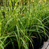 Iarbă zebra pitică - Miscanthus sinensis ‘Little Zebra’