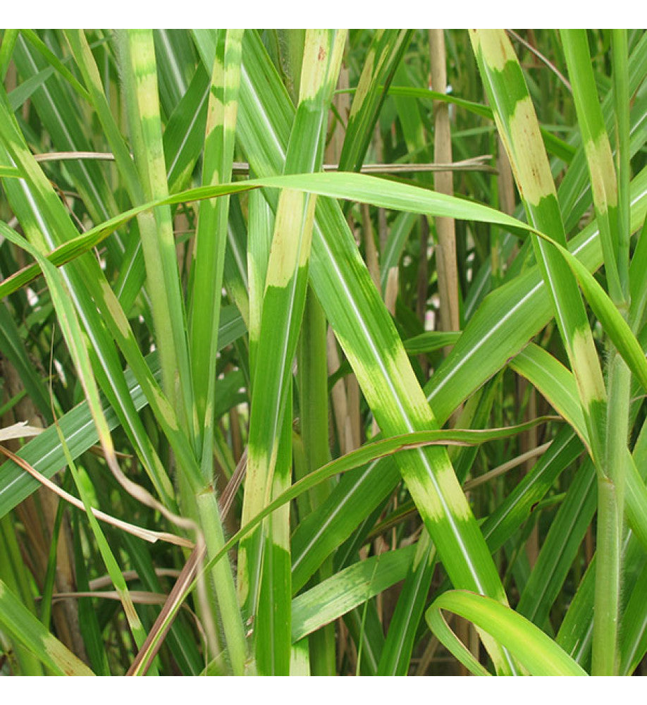 Iarbă zebra pitică - Miscanthus sinensis ‘Little Zebra’