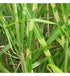 Iarbă zebra pitică - Miscanthus sinensis ‘Little Zebra’