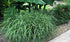 Iarbă zebra pitică - Miscanthus sinensis ‘Little Zebra’