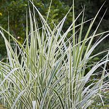 Stuf chinezesc variegat - Miscanthus sinensis variegatus