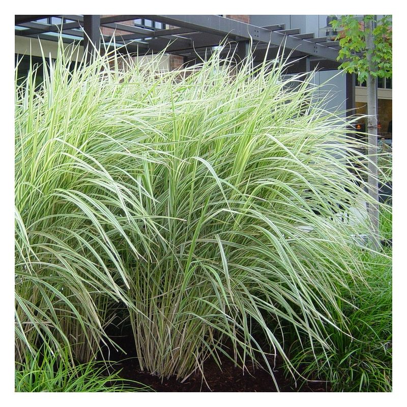 Stuf chinezesc variegat - Miscanthus sinensis variegatus