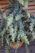 Eucalipt buchet - Eucalyptus pulverulenta ‘Baby Blue’